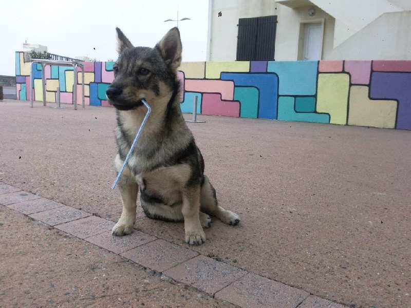 Vallhund issus de notre maison